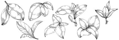 Basil vektörü izole edildi. Bitki oymalı stil illüstrasyon. Detaylı organik ürün skeci. Tasarım logosu, menü, etiket, simge, pul için en iyisi.