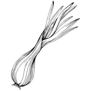 Yeşil soğan vektörü izole edildi.