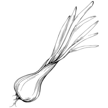 Yeşil soğan vektörü izole edildi.