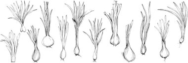 Yeşil soğan vektörü izole edildi.