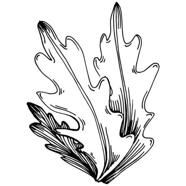 Arugula vektörü bitkiyi yapraklarla izole etti. Bitki oymalı stil illüstrasyon. Detaylı organik ürün çizimi. Tasarım logosu, menü, etiket, simge, pul için en iyisi..