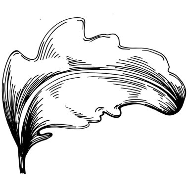 Arugula vektörü bitkiyi yapraklarla izole etti. Bitki oymalı stil illüstrasyon. Detaylı organik ürün çizimi. Tasarım logosu, menü, etiket, simge, pul için en iyisi..