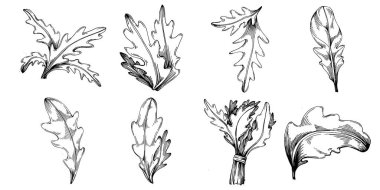 Arugula vektörü bitkiyi yapraklarla izole etti. Bitki oymalı stil illüstrasyon. Detaylı organik ürün çizimi. Tasarım logosu, menü, etiket, simge, pul için en iyisi..