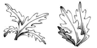 Arugula vektörü bitkiyi yapraklarla izole etti. Bitki oymalı stil illüstrasyon. Detaylı organik ürün çizimi. Tasarım logosu, menü, etiket, simge, pul için en iyisi..