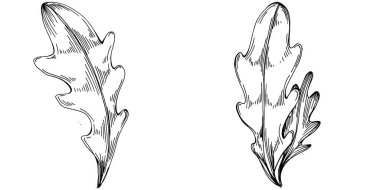 Arugula vektörü bitkiyi yapraklarla izole etti. Bitki oymalı stil illüstrasyon. Detaylı organik ürün çizimi. Tasarım logosu, menü, etiket, simge, pul için en iyisi..