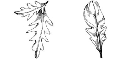 Arugula vektörü bitkiyi yapraklarla izole etti. Bitki oymalı stil illüstrasyon. Detaylı organik ürün çizimi. Tasarım logosu, menü, etiket, simge, pul için en iyisi..