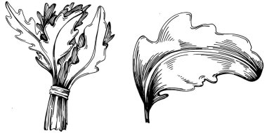 Arugula vektörü bitkiyi yapraklarla izole etti. Bitki oymalı stil illüstrasyon. Detaylı organik ürün çizimi. Tasarım logosu, menü, etiket, simge, pul için en iyisi..