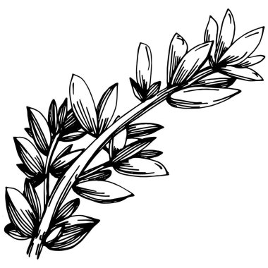 Kekik vektörü bitkiyi yapraklarla izole etti. Bitki oymalı stil illüstrasyon. Detaylı organik ürün çizimi. Tasarım logosu, menü, etiket, simge, pul için en iyisi..