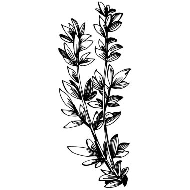Kekik vektörü bitkiyi yapraklarla izole etti. Bitki oymalı stil illüstrasyon. Detaylı organik ürün çizimi. Tasarım logosu, menü, etiket, simge, pul için en iyisi..