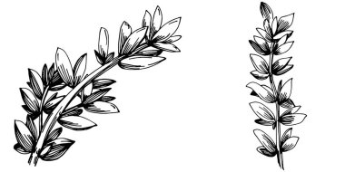 Kekik vektörü bitkiyi yapraklarla izole etti. Bitki oymalı stil illüstrasyon. Detaylı organik ürün çizimi. Tasarım logosu, menü, etiket, simge, pul için en iyisi..