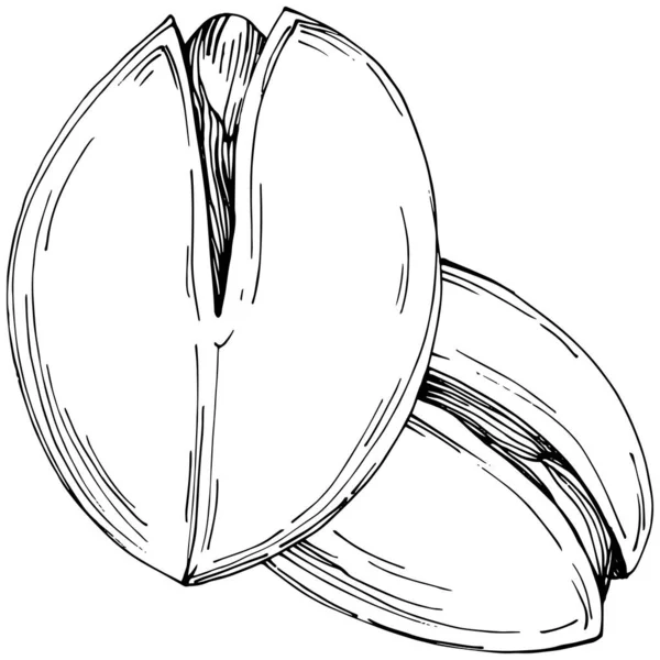 เฮเซลน ลเบ ภาพวาดเวกเตอร วาดด วยม อของโคบอลต แยกจากพ นหล ขาว ฟาร — ภาพเวกเตอร์สต็อก