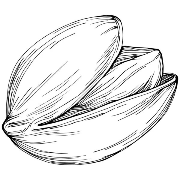 Hazelnut Filbert Cobnut Hand Drawn Vector Illustration Isolated White Background — Stock Vector