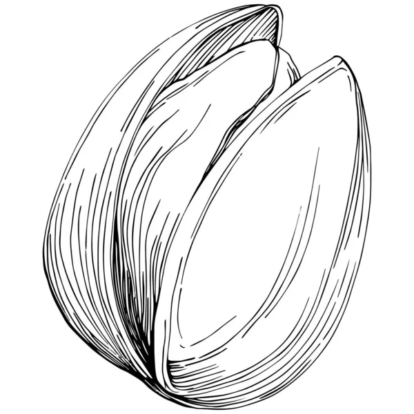 เฮเซลน ลเบ ภาพวาดเวกเตอร วาดด วยม อของโคบอลต แยกจากพ นหล ขาว ฟาร — ภาพเวกเตอร์สต็อก
