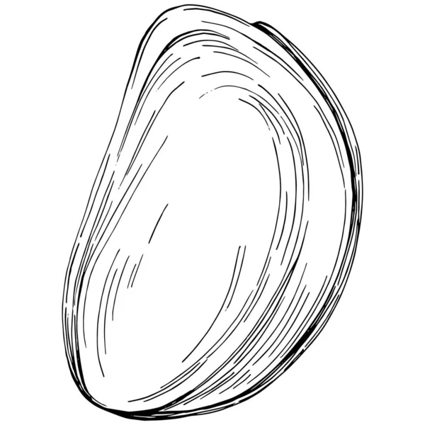 Orzech Laskowy Filbert Cobnut Ręcznie Rysowane Vector Illustration Izolowane Białym — Wektor stockowy