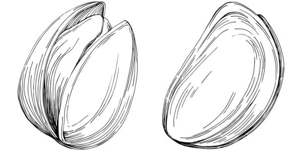 Nocciola Nocciola Cocco Disegnato Mano Vector Illustrazione Isolato Sfondo Bianco — Vettoriale Stock