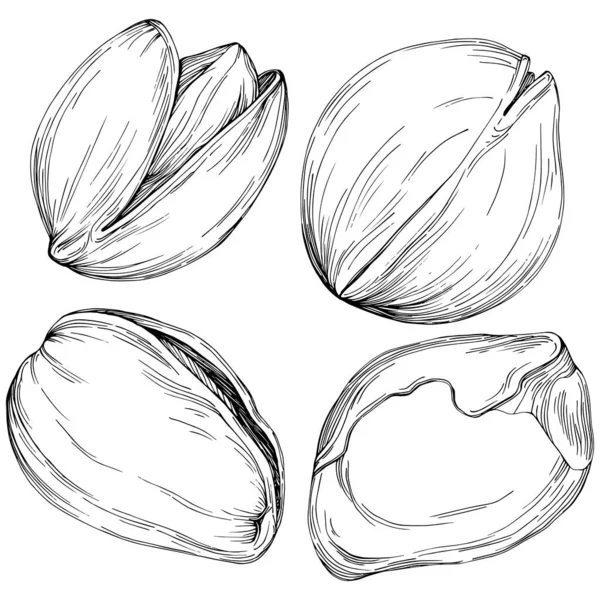 Fındık, fındık, hindistan cevizi, elle çizilmiş Vektör İllüstrasyonu beyaz arka planda izole edilmiş. Restoran menüsü, market etiketi, logo, amblem ve mutfak tasarımı için Retro style tarım ürünü. Yemek için dekorasyon.