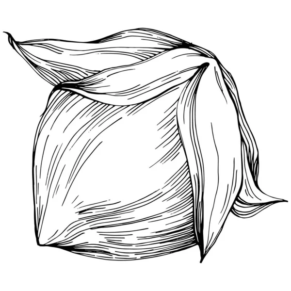 Orzech Laskowy Filbert Cobnut Ręcznie Rysowane Vector Illustration Izolowane Białym — Wektor stockowy