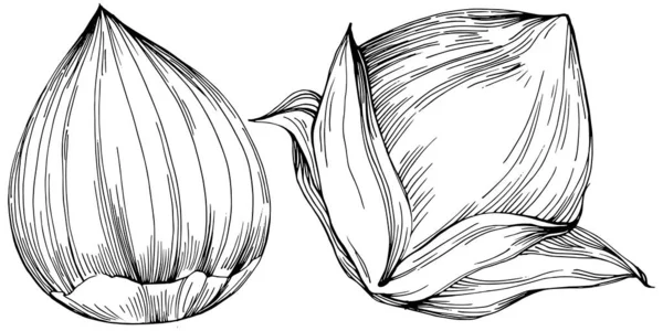 Hazelnut Filbert Cobnut Hand Drawn Vector Illustration Isolated White Background — Stock Vector