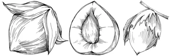 Lískový Ořech Filbert Kobliha Ručně Kreslené Vektorové Ilustrace Izolované Bílém — Stockový vektor