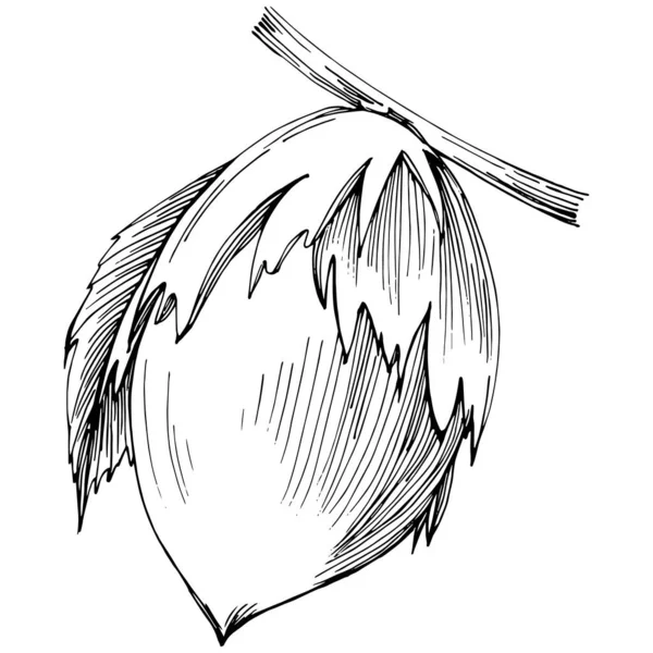 Fındık, fındık, hindistan cevizi, elle çizilmiş Vektör İllüstrasyonu beyaz arka planda izole edilmiş. Restoran menüsü, market etiketi, logo, amblem ve mutfak tasarımı için Retro style tarım ürünü. Yemek için dekorasyon.