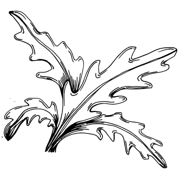 长有叶子的阿鲁草病媒隔离植物 草本雕刻风格图解 详细的有机产品草图 最适合设计标志 — 图库矢量图片