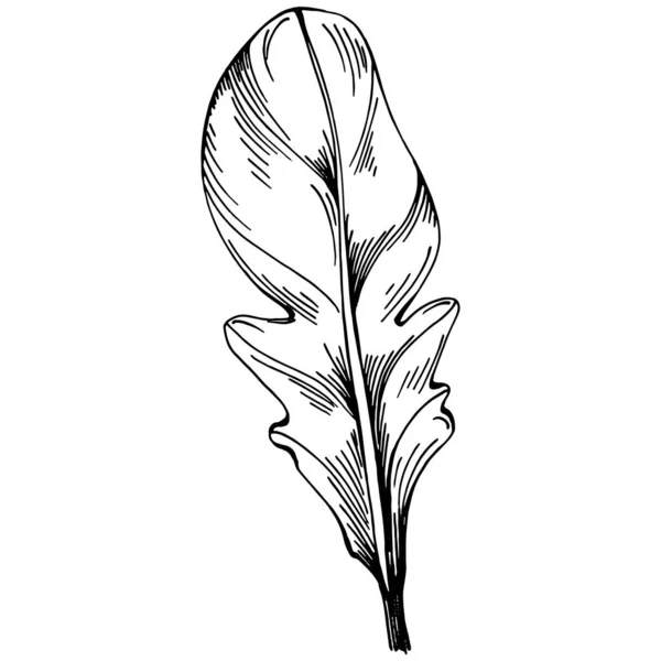 Αρουγκούλα Διανυσματικό Απομονωμένο Φυτό Φύλλα Φυτικό Ανάγλυφο Στυλ Εικονογράφηση Αναλυτικό — Διανυσματικό Αρχείο