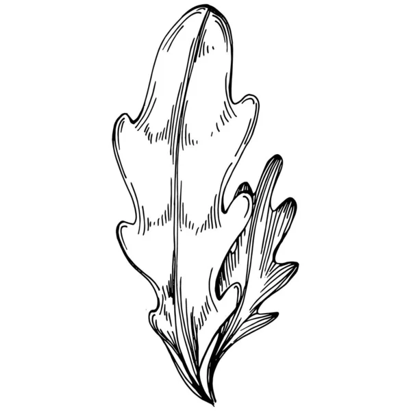 Vecteur Roquette Plante Isolée Avec Des Feuilles Illustration Style Gravé — Image vectorielle