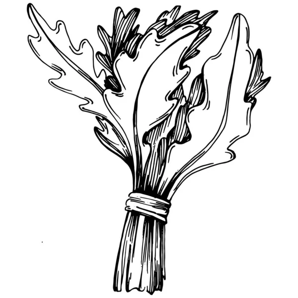 Arugula Vektor Izolované Rostliny Listy Bylinný Rytý Styl Ilustrace Detailní — Stockový vektor