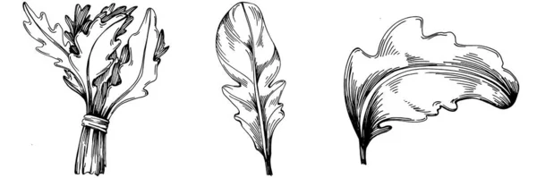 아루굴라 벡터는 잎으로 식물을 시켰다 조각된 문체의 디자인 아이콘 우표를 — 스톡 벡터