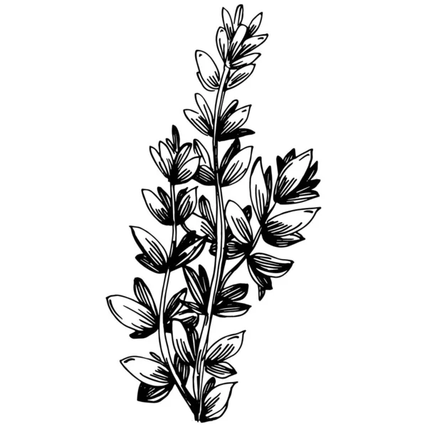 Tymián Vektor Izolované Rostliny Listy Bylinný Rytý Styl Ilustrace Detailní — Stockový vektor