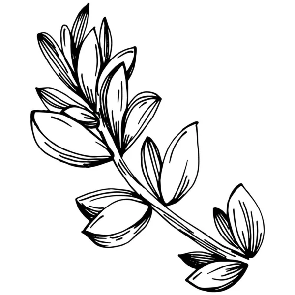 Θυμάρι Διάνυσμα Απομονωμένο Φυτό Φύλλα Φυτικό Ανάγλυφο Στυλ Εικονογράφηση Αναλυτικό — Διανυσματικό Αρχείο
