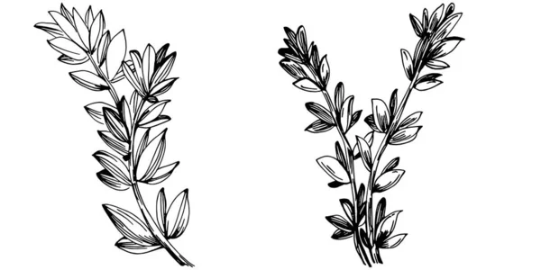 Vecteur Thym Plante Isolée Avec Des Feuilles Illustration Style Gravé — Image vectorielle