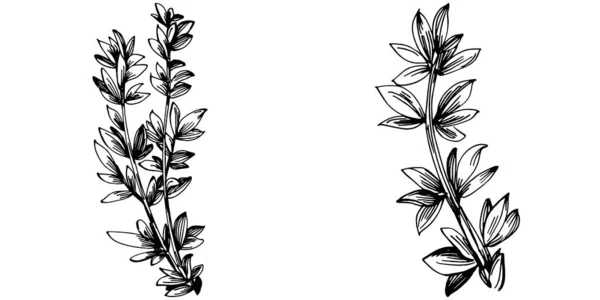 Tijm Vector Geïsoleerde Plant Met Bladeren Herbal Gegraveerde Stijl Illustratie — Stockvector