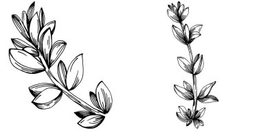 Kekik vektörü bitkiyi yapraklarla izole etti. Bitki oymalı stil illüstrasyon. Detaylı organik ürün çizimi. Tasarım logosu, menü, etiket, simge, pul için en iyisi..