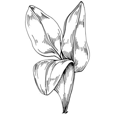 Ispanak taşıyıcı bitkiyi yapraklarla izole etti. Bitki oymalı stil illüstrasyon. Detaylı organik ürün çizimi. Tasarım logosu, menü, etiket, simge, pul için en iyisi..