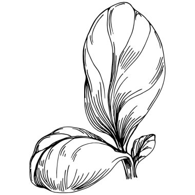 Ispanak taşıyıcı bitkiyi yapraklarla izole etti. Bitki oymalı stil illüstrasyon. Detaylı organik ürün çizimi. Tasarım logosu, menü, etiket, simge, pul için en iyisi..