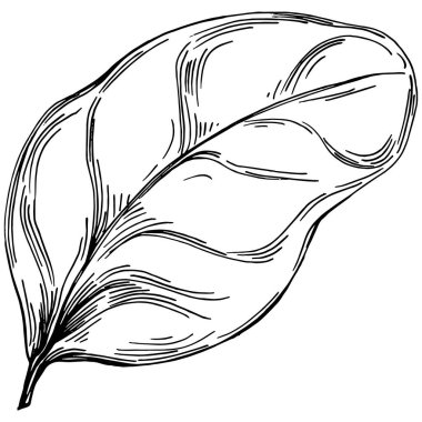 Ispanak taşıyıcı bitkiyi yapraklarla izole etti. Bitki oymalı stil illüstrasyon. Detaylı organik ürün çizimi. Tasarım logosu, menü, etiket, simge, pul için en iyisi..