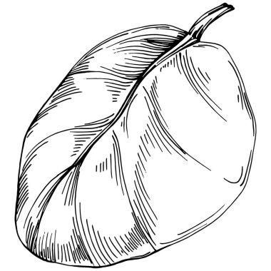 Ispanak taşıyıcı bitkiyi yapraklarla izole etti. Bitki oymalı stil illüstrasyon. Detaylı organik ürün çizimi. Tasarım logosu, menü, etiket, simge, pul için en iyisi..