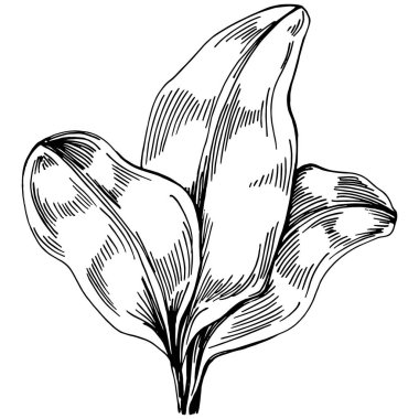 Ispanak taşıyıcı bitkiyi yapraklarla izole etti. Bitki oymalı stil illüstrasyon. Detaylı organik ürün çizimi. Tasarım logosu, menü, etiket, simge, pul için en iyisi..