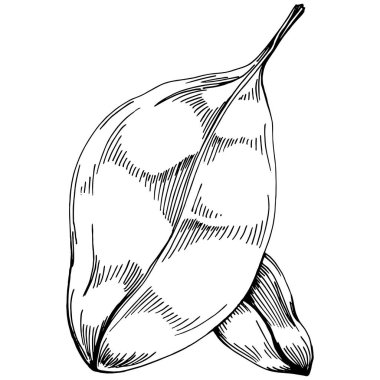 Ispanak taşıyıcı bitkiyi yapraklarla izole etti. Bitki oymalı stil illüstrasyon. Detaylı organik ürün çizimi. Tasarım logosu, menü, etiket, simge, pul için en iyisi..