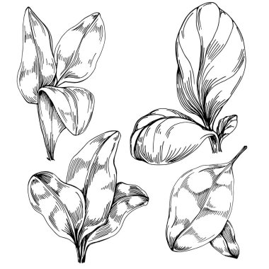 Ispanak taşıyıcı bitkiyi yapraklarla izole etti. Bitki oymalı stil illüstrasyon. Detaylı organik ürün çizimi. Tasarım logosu, menü, etiket, simge, pul için en iyisi..