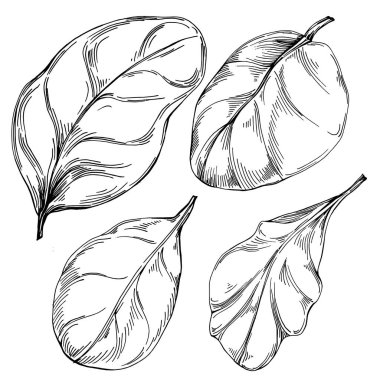 Ispanak taşıyıcı bitkiyi yapraklarla izole etti. Bitki oymalı stil illüstrasyon. Detaylı organik ürün çizimi. Tasarım logosu, menü, etiket, simge, pul için en iyisi..