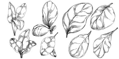 Ispanak taşıyıcı bitkiyi yapraklarla izole etti. Bitki oymalı stil illüstrasyon. Detaylı organik ürün çizimi. Tasarım logosu, menü, etiket, simge, pul için en iyisi..