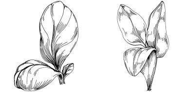 Ispanak taşıyıcı bitkiyi yapraklarla izole etti. Bitki oymalı stil illüstrasyon. Detaylı organik ürün çizimi. Tasarım logosu, menü, etiket, simge, pul için en iyisi..