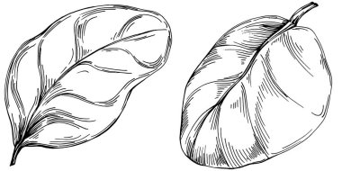 Ispanak taşıyıcı bitkiyi yapraklarla izole etti. Bitki oymalı stil illüstrasyon. Detaylı organik ürün çizimi. Tasarım logosu, menü, etiket, simge, pul için en iyisi..