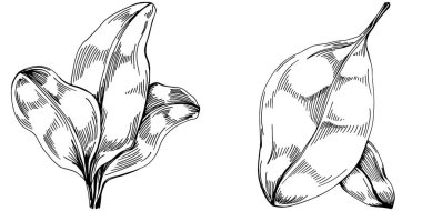 Ispanak taşıyıcı bitkiyi yapraklarla izole etti. Bitki oymalı stil illüstrasyon. Detaylı organik ürün çizimi. Tasarım logosu, menü, etiket, simge, pul için en iyisi..