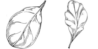 Ispanak taşıyıcı bitkiyi yapraklarla izole etti. Bitki oymalı stil illüstrasyon. Detaylı organik ürün çizimi. Tasarım logosu, menü, etiket, simge, pul için en iyisi..