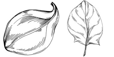 Ispanak taşıyıcı bitkiyi yapraklarla izole etti. Bitki oymalı stil illüstrasyon. Detaylı organik ürün çizimi. Tasarım logosu, menü, etiket, simge, pul için en iyisi..