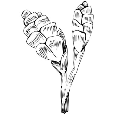 Güzel bir botanik bahçesinin vektör çizimi