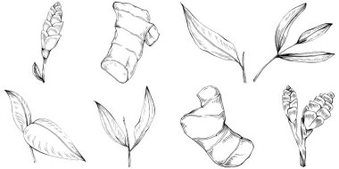 Bitkinin el çiziminin vektör çizimi